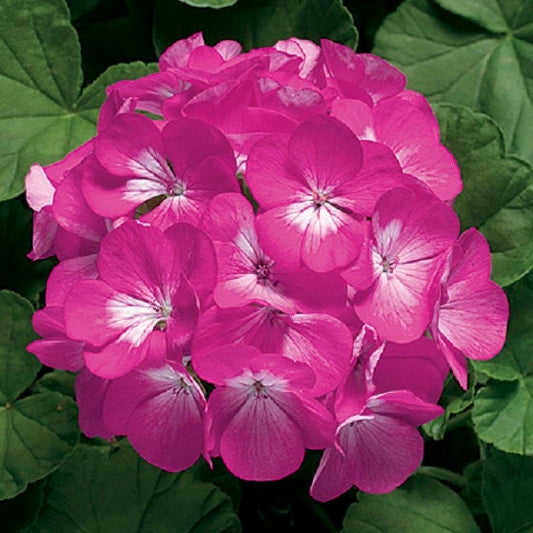 rose seed geranium 2000 Deep Rose 15 Geranium Seeds