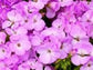 Geranium Film Coated MultiBloom Lavender Multi Bloom Zonal 15 Geranium Seeds