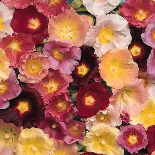 50 Seeds Happy Lights Mix Hollyhock Holly Hock Seeds TALL Hollyhock