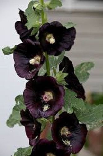 50 Hollyhock Seeds Watchman Black Hollyhock Holly Hock (Perennial)
