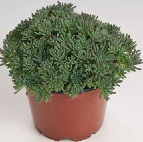 50 Sedum Seeds Lizard Green Succulent Seed (PERENNIAL)