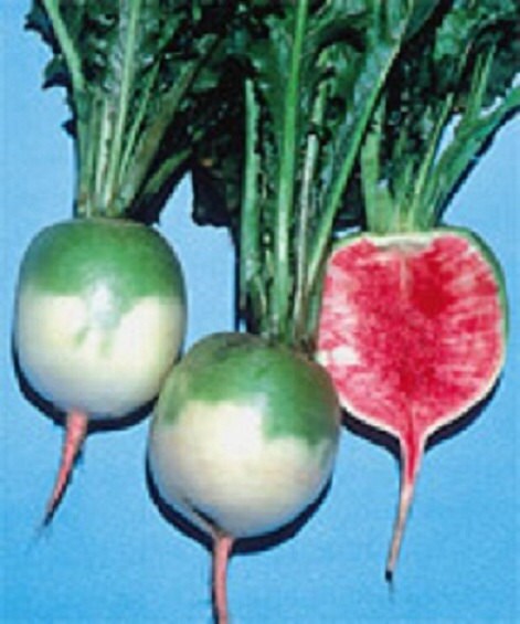 100 Seeds Valentine Radish Seeds