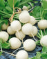 2,000 Radish Seeds Hailstone 25 days vegetable seeds