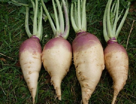 5,000 Seeds Rutabaga American Purple Top