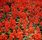 50 Salvia Sizzler Red Seeds FLOWER SEEDS