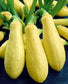 100 Squash Seeds Early Straight Neck Summer Squash