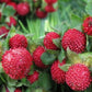 250 Seeds Indian Strawberry Seeds