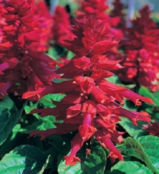 50 Seeds Salvia Sizzler Burgundy Seeds FLOWER SEEDS