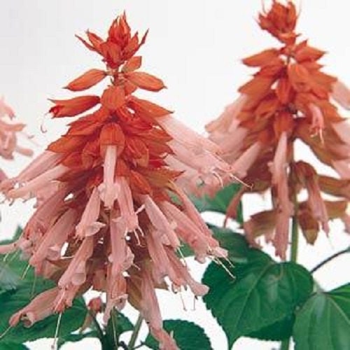 50 Seeds Salvia Vista Salmon FLOWER SEEDS