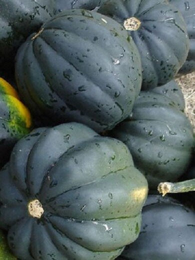 acorn squash seeds for planting 50 Bush Acorn Squash Seeds Table King 82 days – trailingpetunia.com