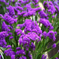 100 Statice Seeds Premium Purple Flower Seeds