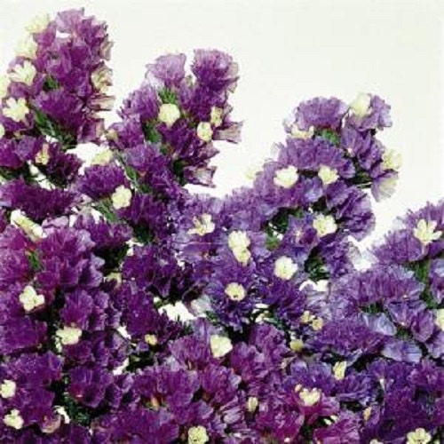 100 Statice Seeds Fortress Purple Flower Seeds