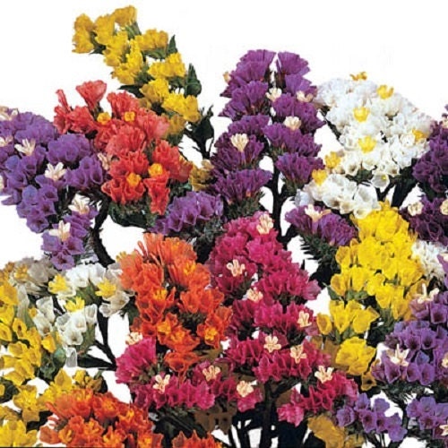 100 Statice Seeds Fortress Mix Flower Seeds