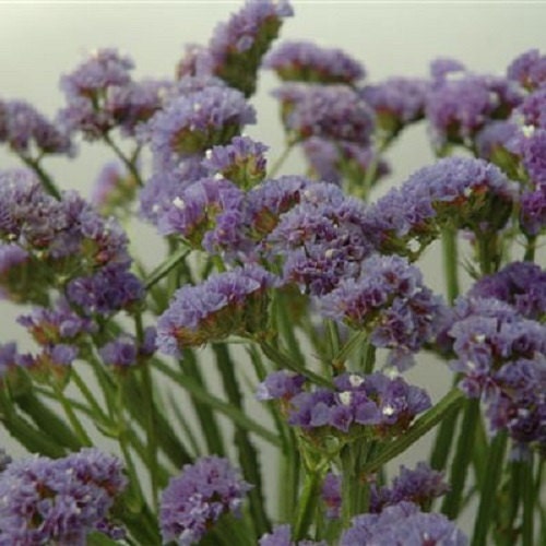 100 Statice Seeds Fortress Heavenly Blue Flower Seeds