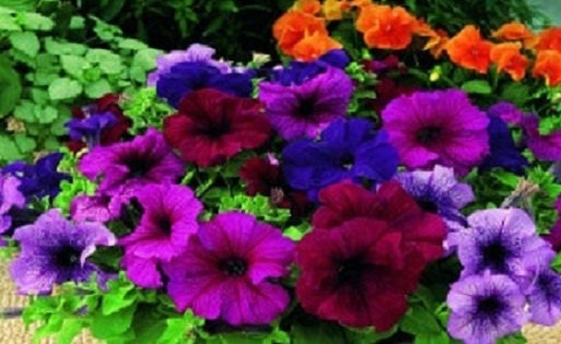 Petunia Seeds 50 Pelleted Candypops Vein Mix Pelleted Seeds
