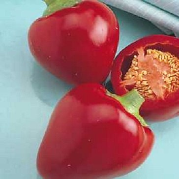 Golden Wonder Sweet Pepper Seeds – 200 Seeds, 75 Days To Harvest, Non-GMO