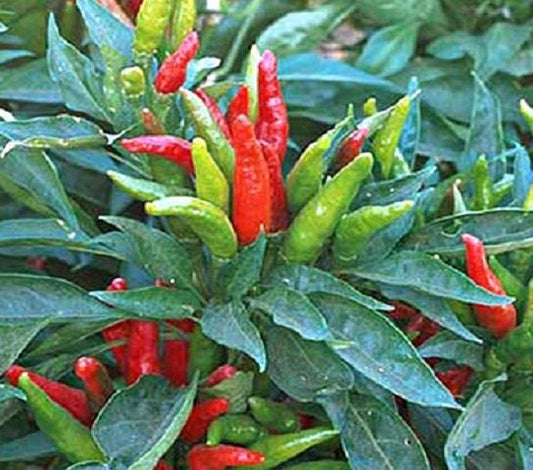 50 Thai Dragon Hot Pepper Seeds Tai Dragon