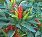 50 Thai Dragon Hot Pepper Seeds Tai Dragon