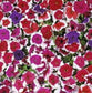 50 Pelleted Petunia Seeds Candypops Picotee Mix Candy Pops Mix