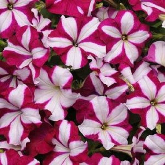 Trailing Petunia Seeds Easy Wave Burgundy Star 15 thru 100 Bulk Pelleted Petunia Seeds
