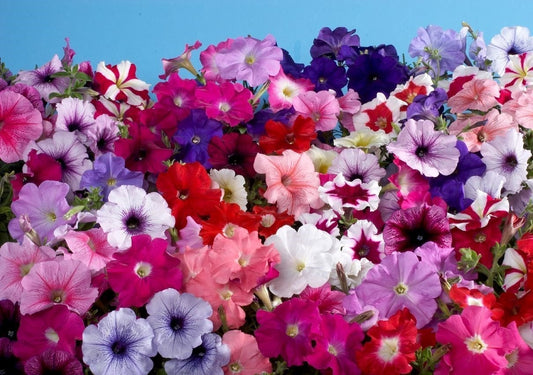 100 Pelleted Petunia Seeds Mystery Mix