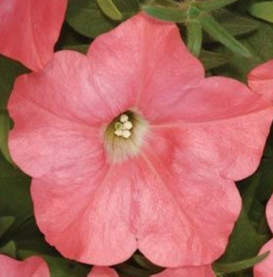 Trailing Petunia Seeds Easy Wave Coral Reef 15 thru 100 Bulk Pelleted Petunia Seeds