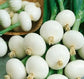 500 Seeds Onion Pickling Crystal White Wax Garden Seeds