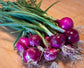 250 Red Purplette Onion Seeds Mini Onion