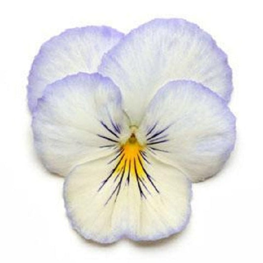 15 Seeds Pansy Cool Wave® Frost (HANGING PANSY)