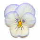 15 Seeds Pansy Cool Wave® Frost (HANGING PANSY)