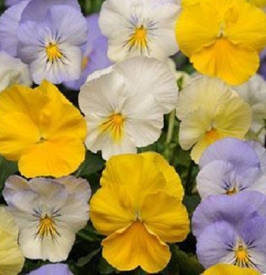 15 Seeds Pansy Cool Wave® Pastel Mix (HANGING PANSY) Coolwave Pansy