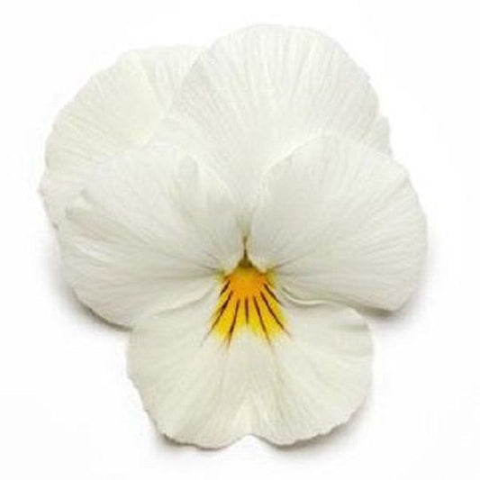 15 Seeds Pansy Cool Wave® White (HANGING PANSY) Coolwave Pansy