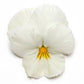 15 Seeds Pansy Cool Wave® White (HANGING PANSY) Coolwave Pansy