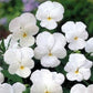50 Pansy Crystal White Pansy Seeds FLOWER SEEDS