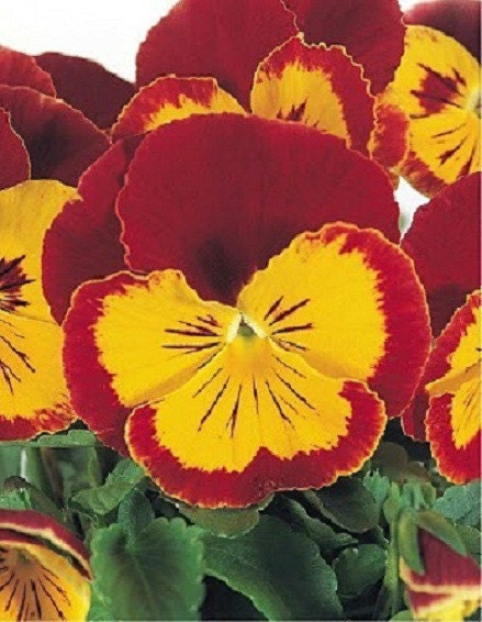 50 Pansy Joker Red And Gold Pansy Seeds