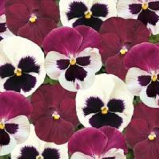 50 Pansy Seeds Matrix Raspberry Sundae Mix Seeds