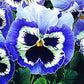 50 Seeds Snow Pansy Blue And White FLOWER SEEDS