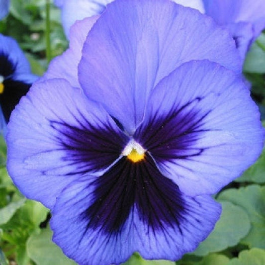 50 Seeds Snow Pansy Blue Blotch FLOWER SEEDS