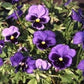 50 Viola Swiss Giant Ullswater Seeds Pansy Seeds