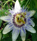 50 Seeds Passion Flower Passion Vine Seeds (Passiflora Caerulea)