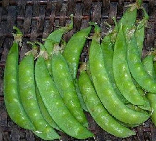 50 Seeds Snow Pea Dwarf Sugar Grey Seeds Garden Seeds