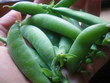 100 Sugar Daddy Snap Peas Vegetable Seeds Pea Seeds