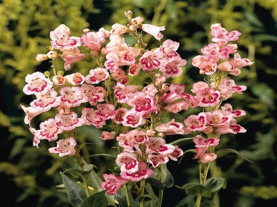 50 Penstemon Seeds Flagstaff Rose Flower Seeds Perennial Seeds