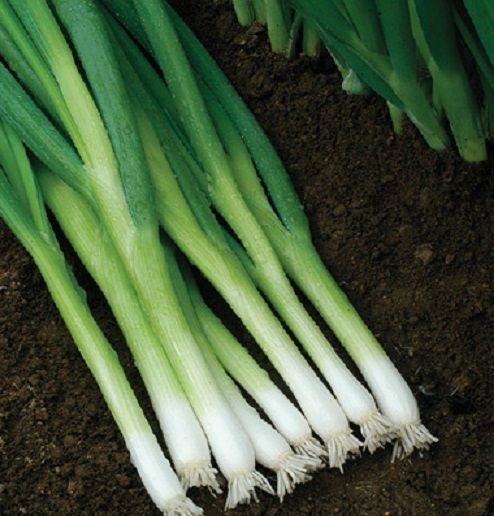500 Seeds Bunching Onion Evergreen Hardy White Onion Green Onion Seeds