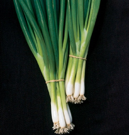 500 Seeds Bunching Onion White Spear Green Onion Seeds