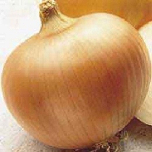 1,000 Onion Seeds Utah Yellow Sweet Spanish Onion Seeds