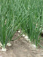 500 Walla Walla Onion Seeds Big Onion Great Garden Seeds
