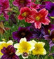 500 Painted Tongue Flower Seeds (Salpiglossis) Flower Seeds