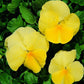50 Pansy Seeds Character Clear Primrose FLOWER SEEDS