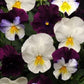 15 Seeds Pansy Cool Wave® Berries N Cream Mix (HANGING PANSY)